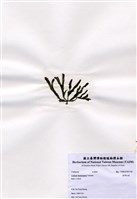 藏品(臺灣松藻)的圖片